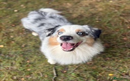 Australian Shepherd dogs for stud: Proven Blue Merle Australian Shepherd At Stud - Image 3