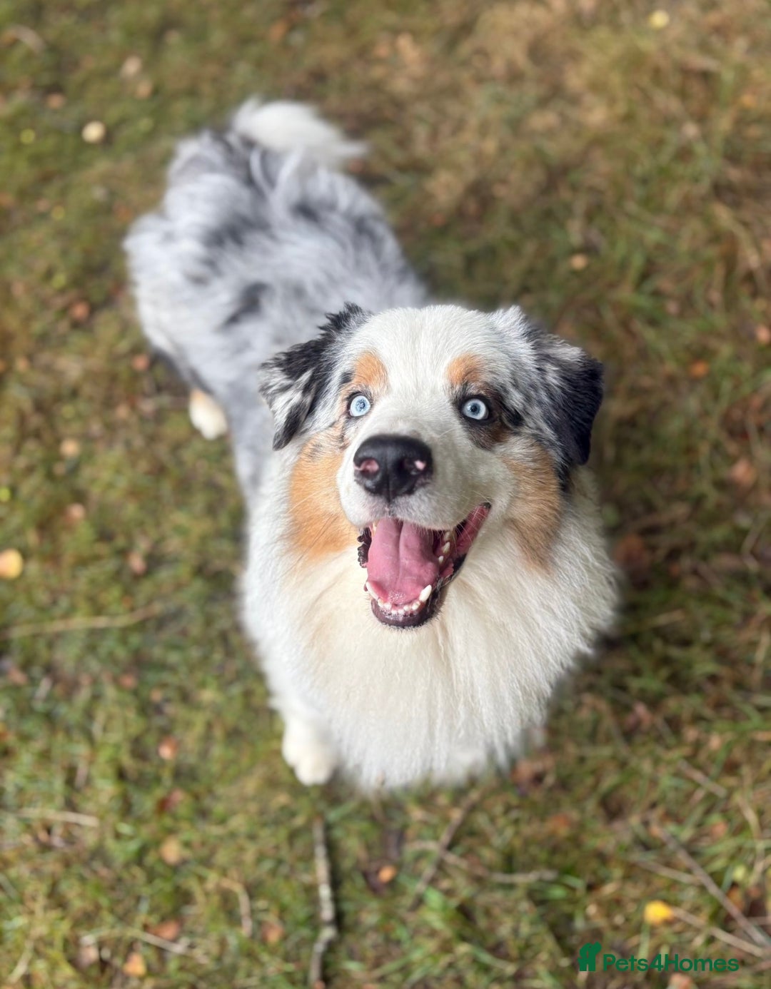 Australian Shepherd dogs for stud: Proven Blue Merle Australian Shepherd At Stud - Image 3