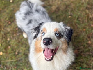 Australian Shepherd dogs - Advert 2