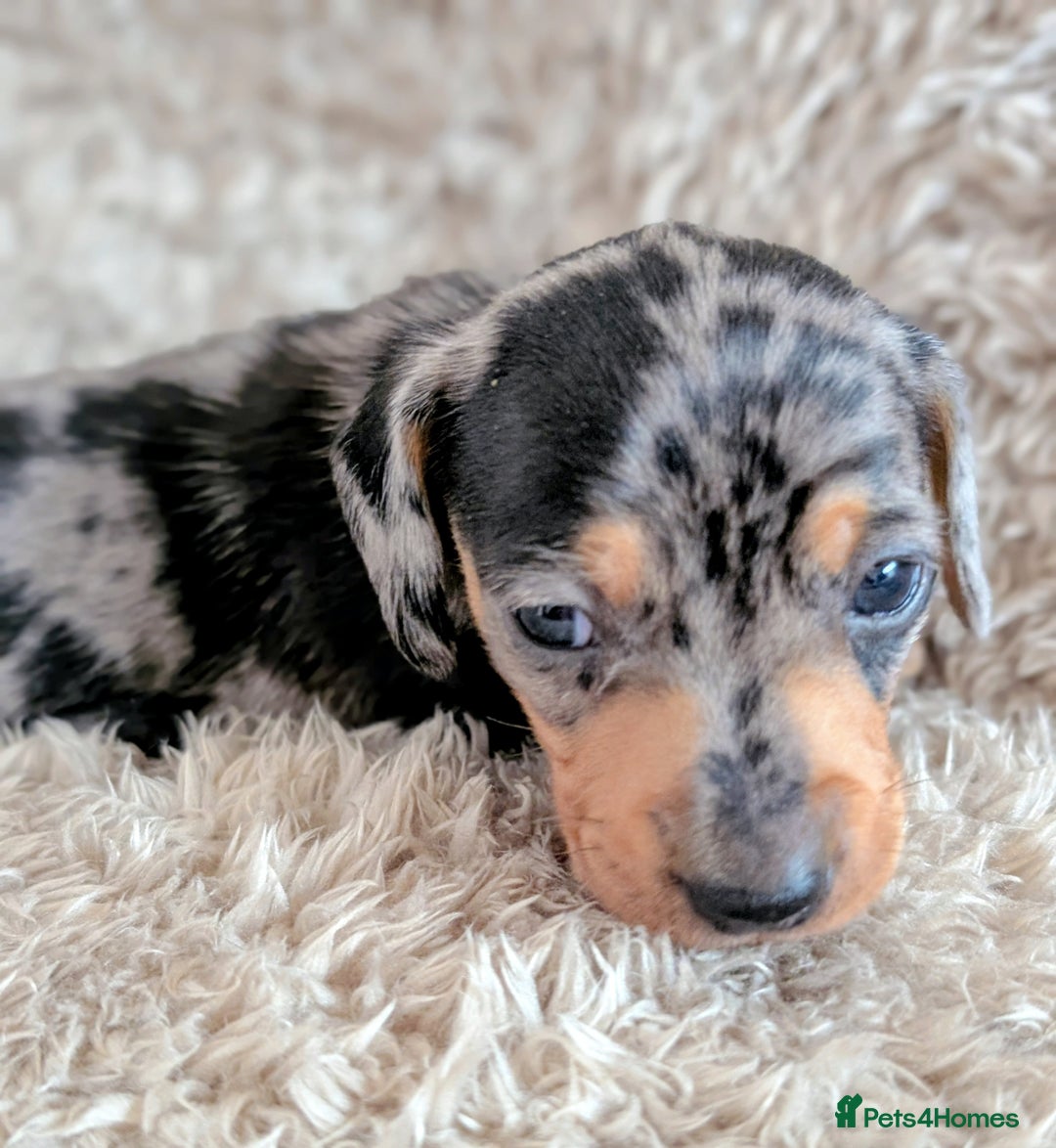 Miniature Dachshund dogs for sale: Beautiful Mini Daschounds Babies For Sale - Image 7