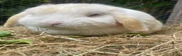 Mini Lop rabbits for sale: Adult Females + Males & Baby Male Rabbits  - Advert 11