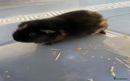 Guinea Pig rodents for sale: Two male guinea pigs with cage and accessories  - Image 2
