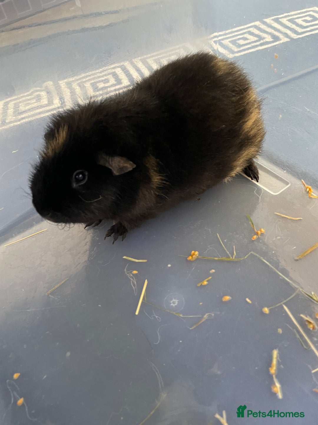 Guinea Pig rodents for sale: Two male guinea pigs with cage and accessories  - Image 2