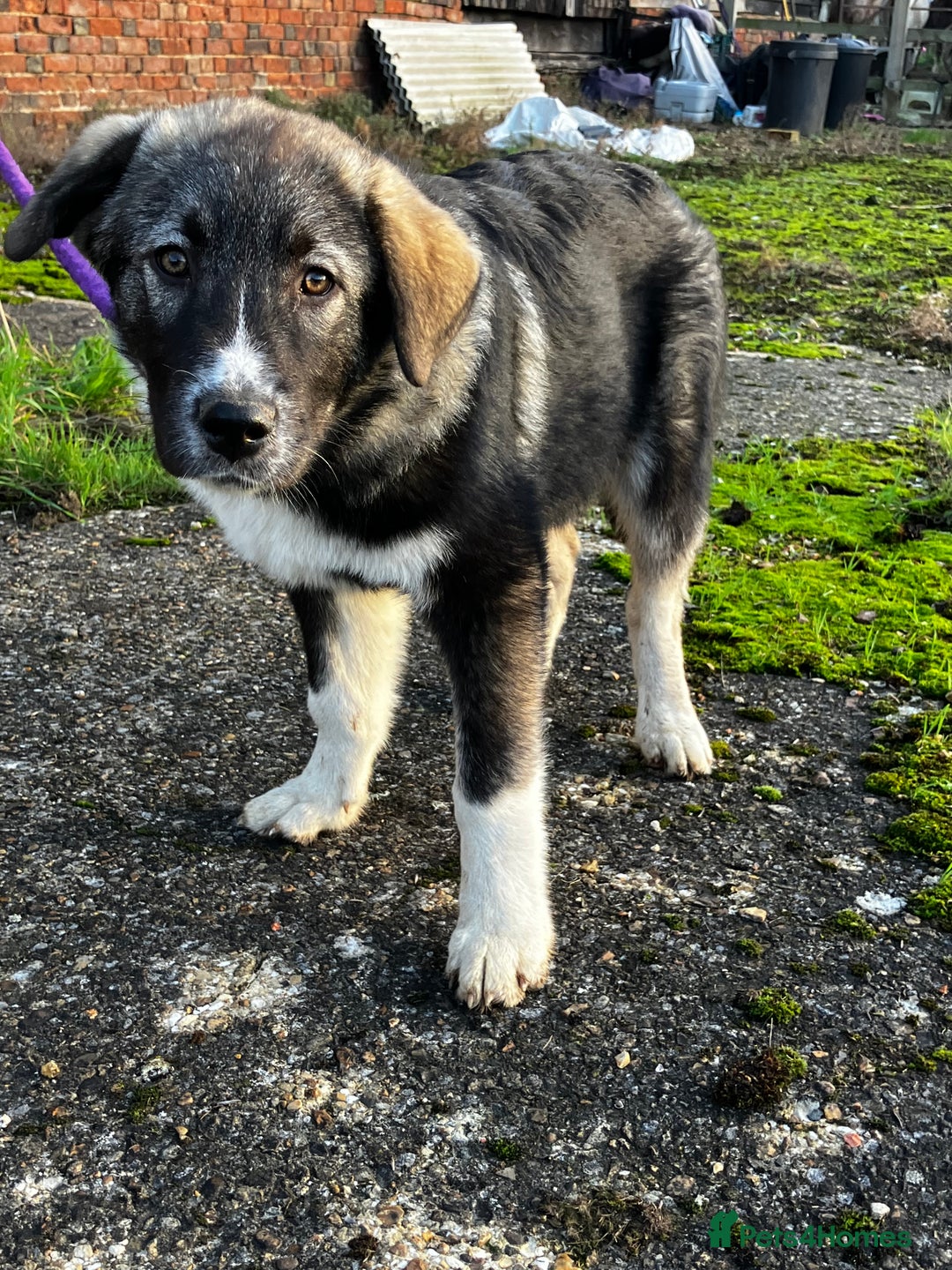 Mixed Breed dogs for sale: READY NOW! Pure Husky x Caucasian Shepherd - Advert 20