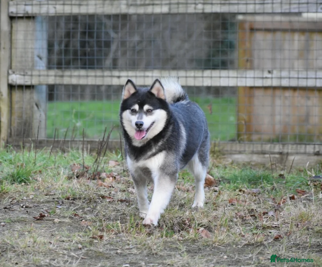 Pomsky dogs for sale: Stunning Pomsky puppies from health tested parents - Advert 39