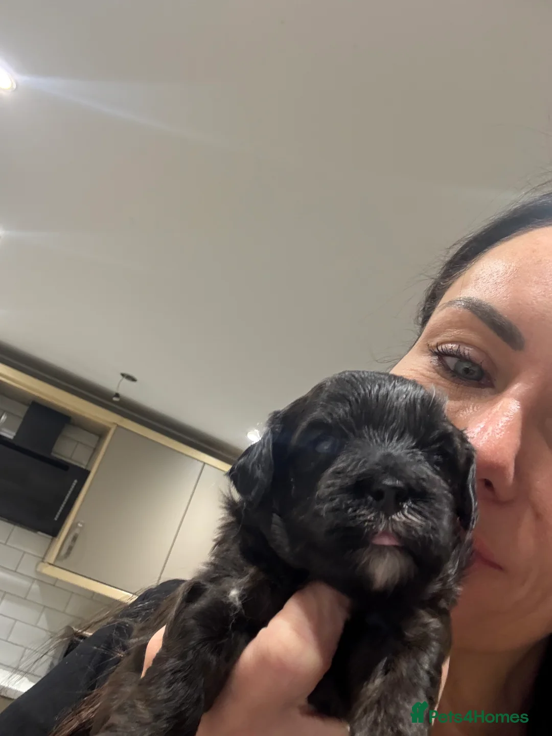 Shihpoo dogs for sale: Shihpoo f1 puppies  🩷🩷 - Advert 19