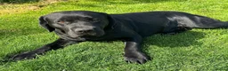Labrador Retriever dogs for stud: Labrador, proven, health tested, show bred  - Advert 17