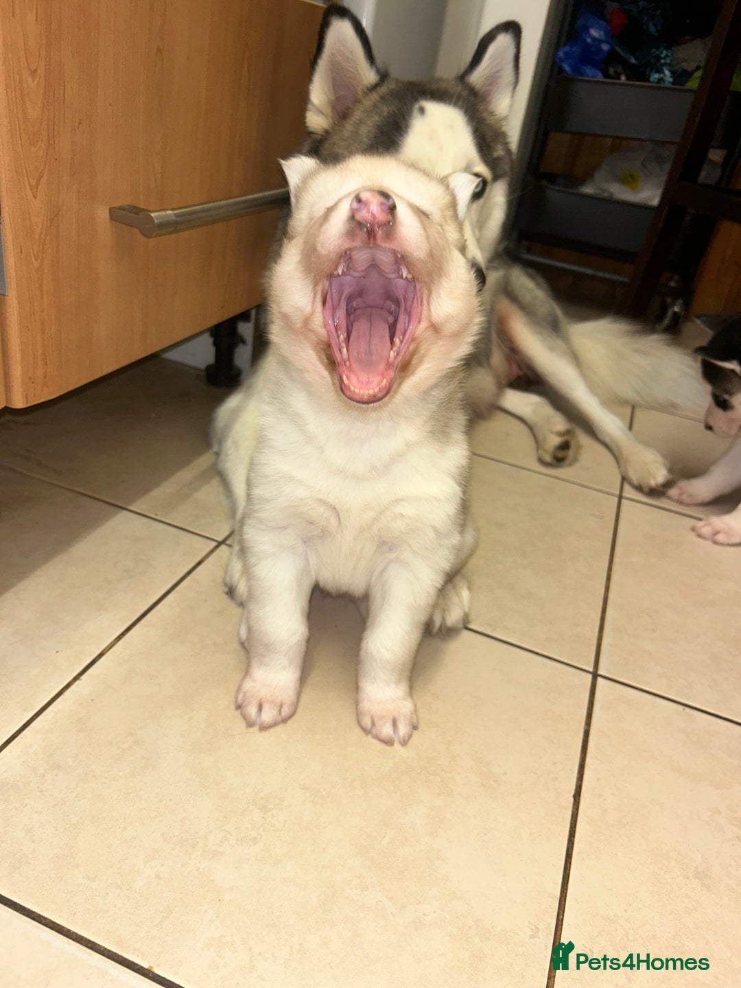 Siberian Husky dogs for sale: Siberian husky puppies  - Image 8