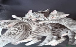 Bengal cats for sale: bengal kittens - Image 3