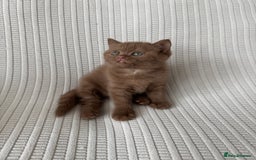 British Shorthair cats for sale: 🍫 Two Chocolate Girls British Shorthair Kittens🤎 - Image 8