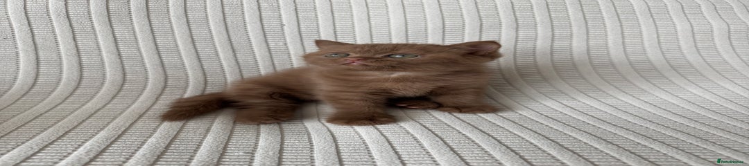 British Shorthair Kitten 2