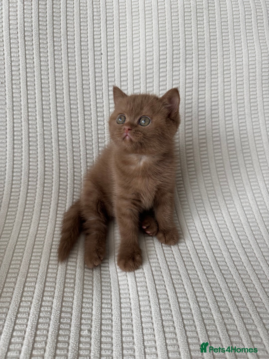 British Shorthair cats for sale: 🍫 Two Chocolate Girls British Shorthair Kittens🤎 - Image 8