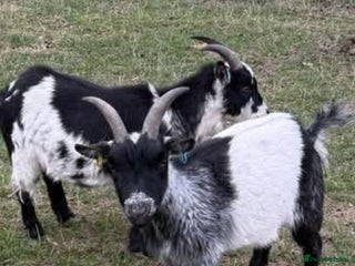 Goats livestock for sale - Advert 1