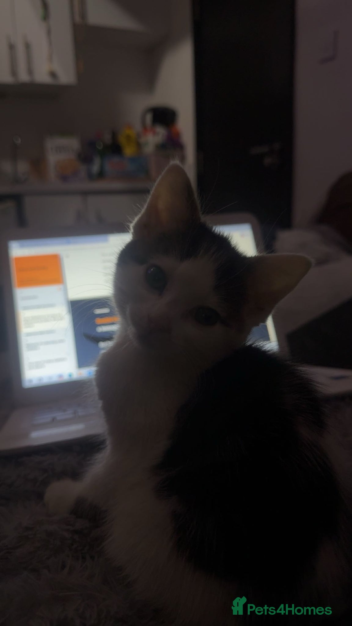 Domestic Shorthair cats 11 week old kitten ready to leave - Advert 6