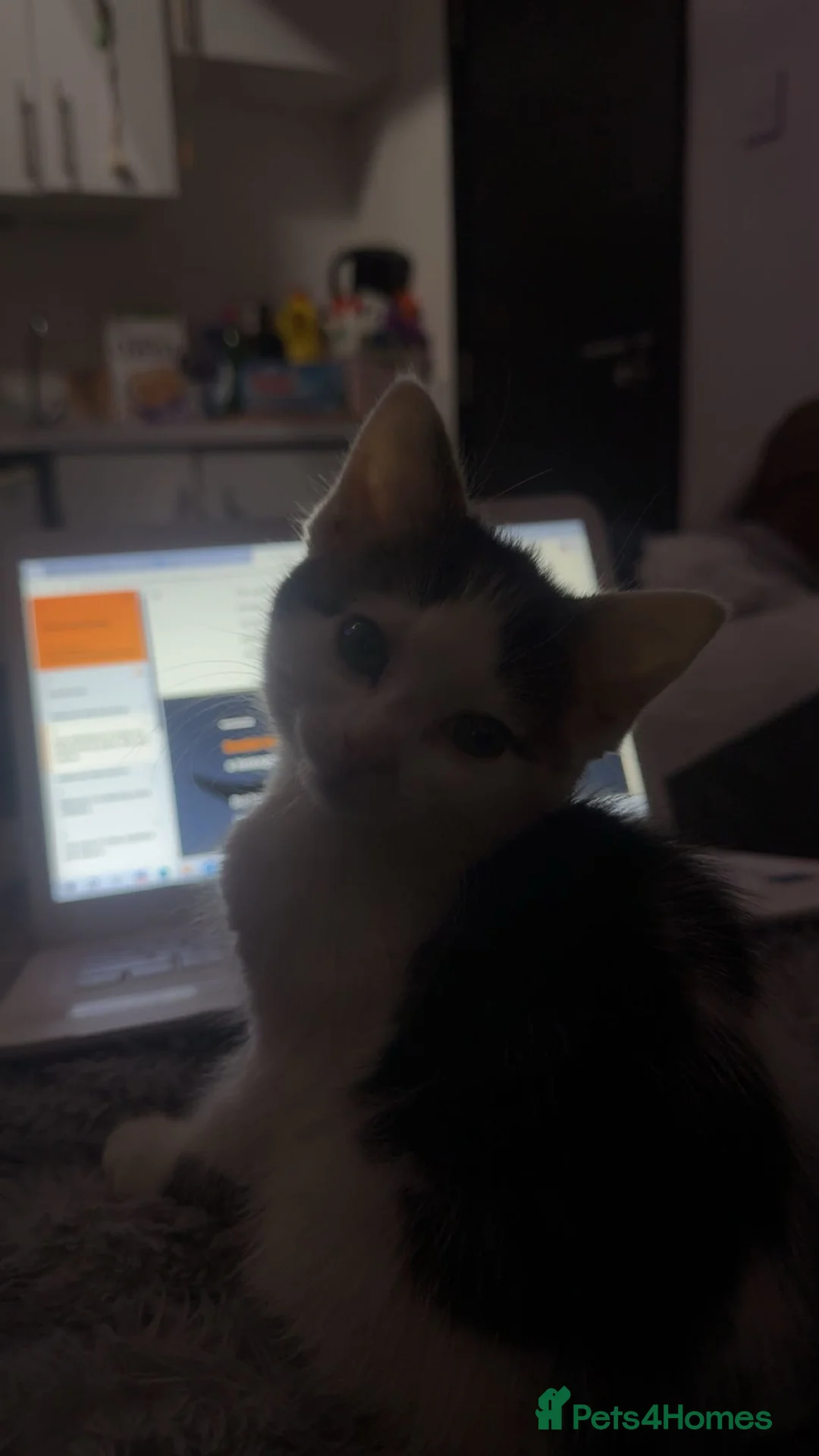 Domestic Shorthair cats for sale: 11 week old kitten ready to leave - Advert 1