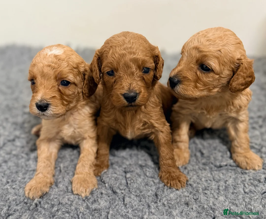 Cavapoo dogs for sale: Health tested Cavapoo puppies - Advert 20