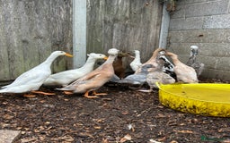 Ducks poultry for sale: POL Female runner ducks  - Image 2