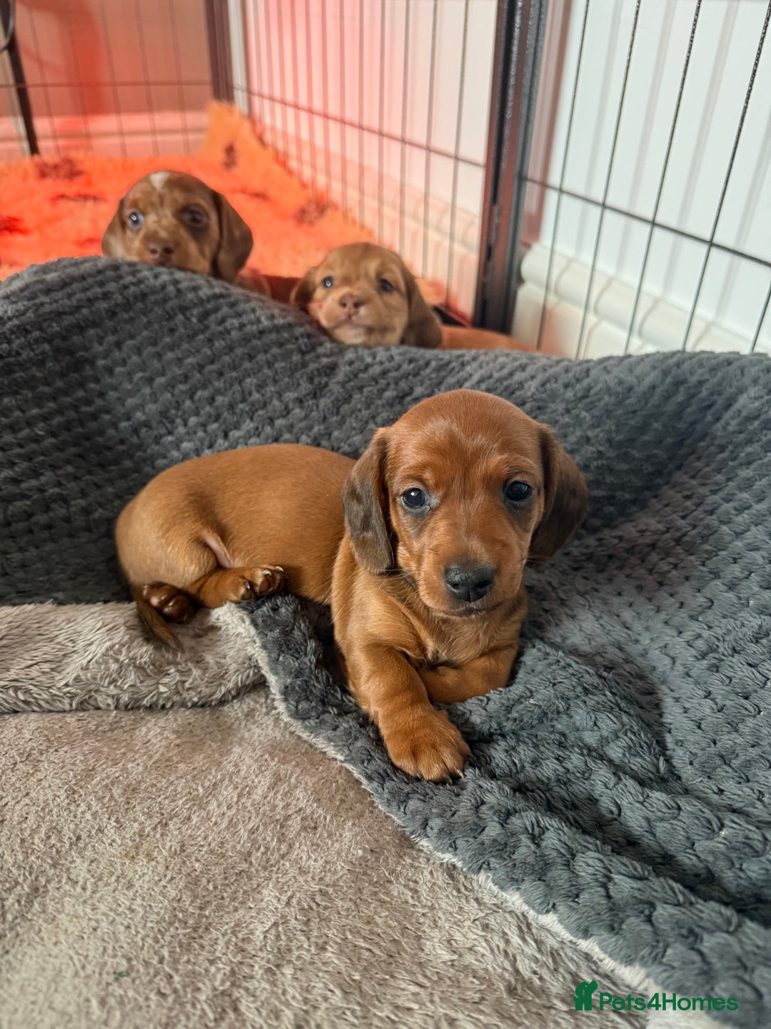 Miniature Dachshund dogs for sale: Miniature dachshund - Image 6
