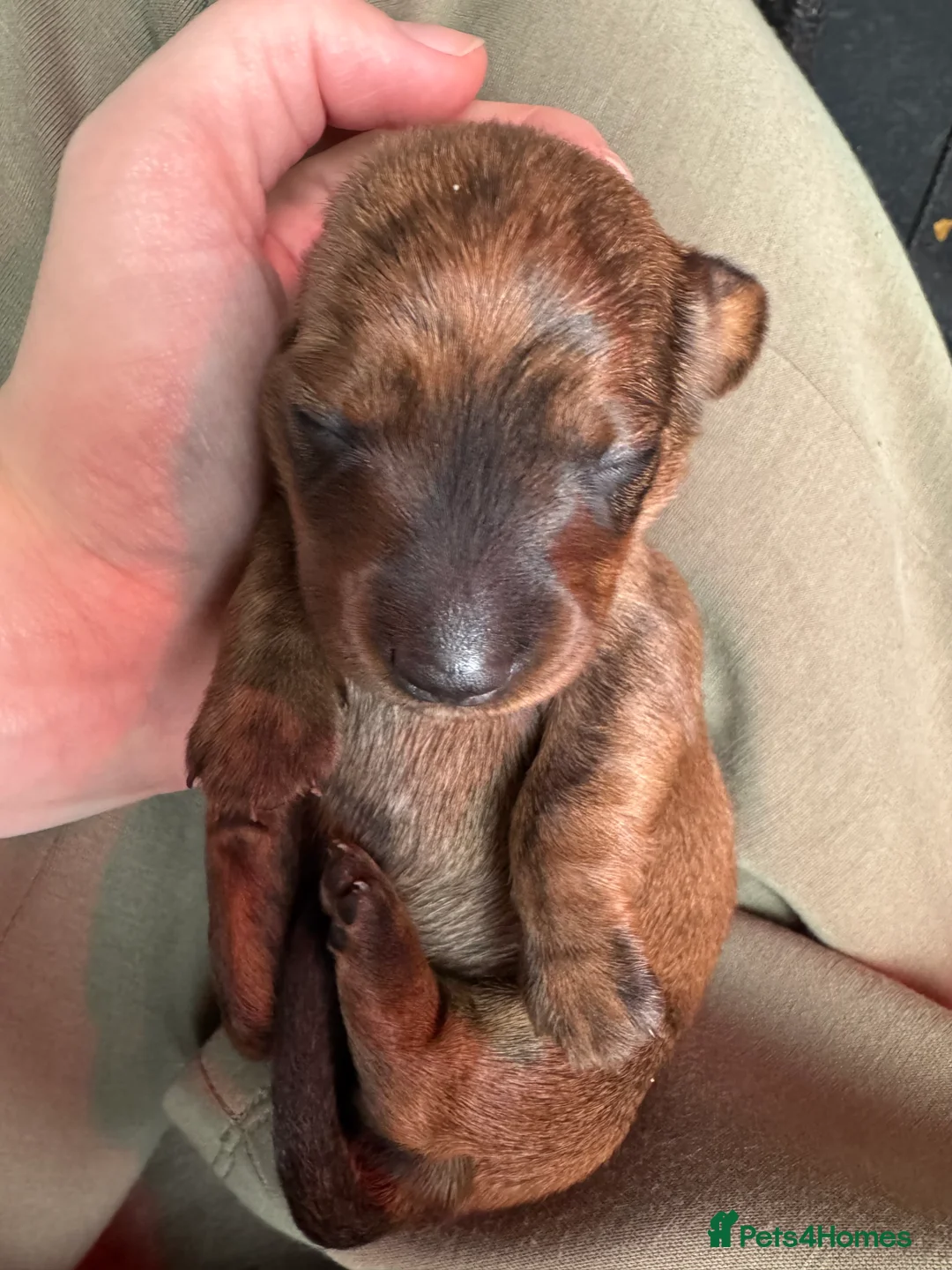 Miniature Dachshund dogs for sale: Gorgeous girls Mini Dachshund  - Advert 6