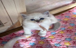Ragdoll cats for sale: Gccf registered ragdoll kittens  - Image 4