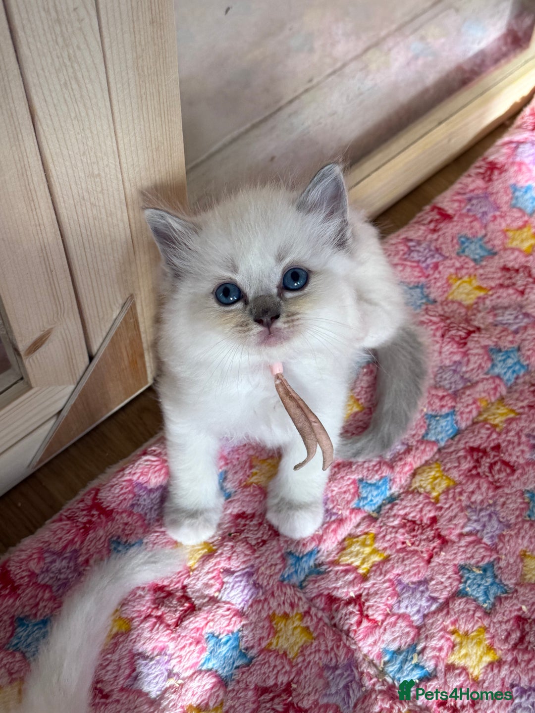 Ragdoll cats for sale: Gccf registered ragdoll kittens  - Image 4