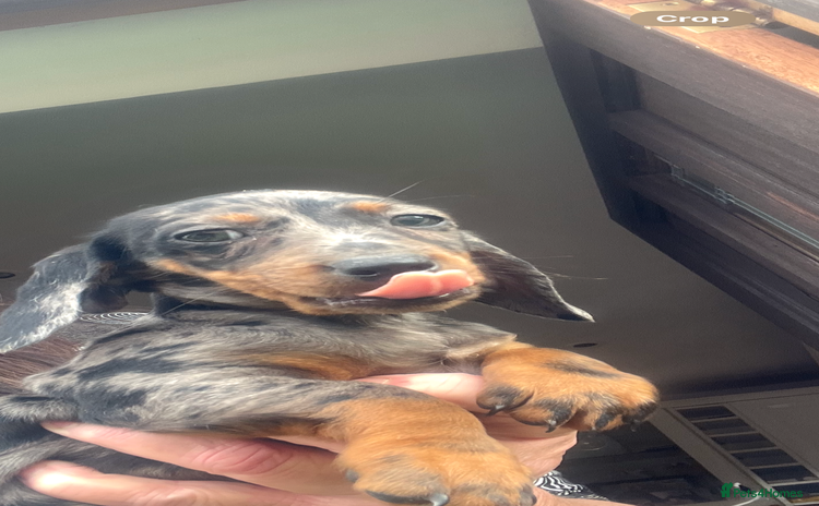 Dachshund dogs - Advert 3