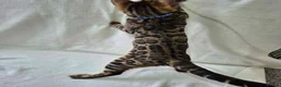 Bengal cats for sale: ONE LEFT! TICA REG glitter cuddly boy, 5 months! in Port Glasgow - Advert 5