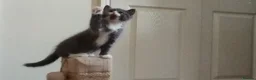 Mixed Breed cats for sale: 3 beautiful kittens looking for a forever home - Advert 7