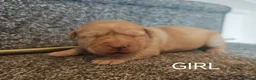 Labrador Retriever dogs for sale: KC registered Labrador retrievers in Bordon - Advert 10