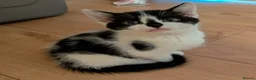 Mixed Breed cats for sale: Beautiful kittens for sale  - Advert 19