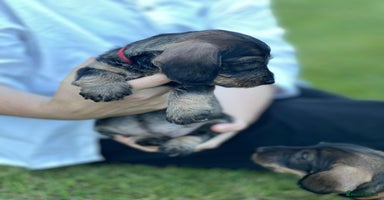 Dachshund dogs - Advert 3