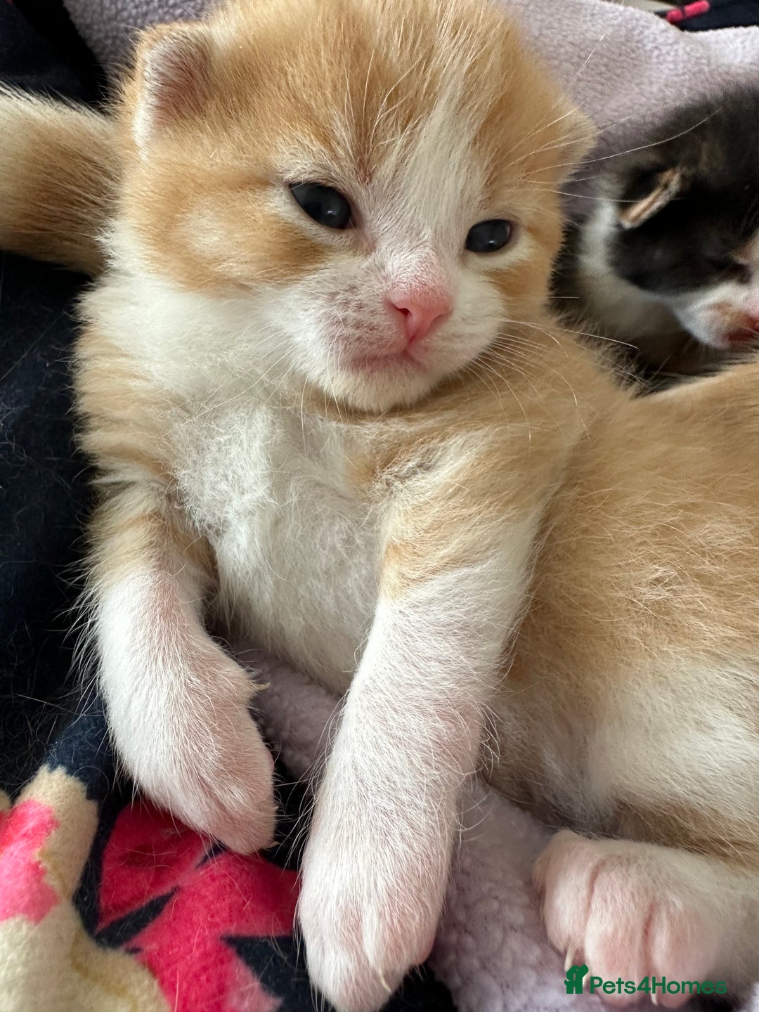 Domestic Shorthair cats for sale: 8 Beautiful kittens with stunning markings  - Image 13