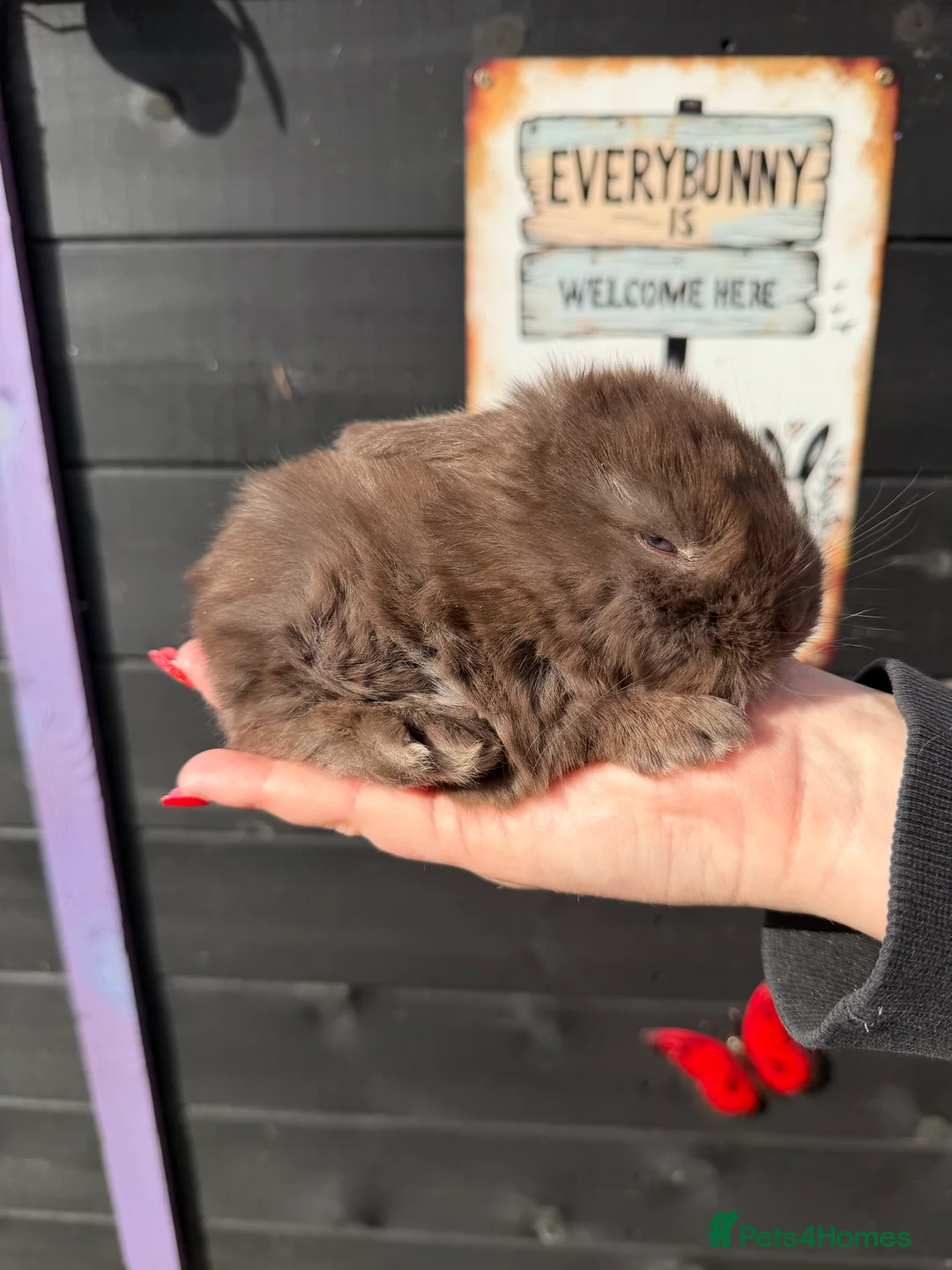 French Lop rabbits for sale: French lops  - Advert 2