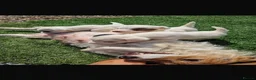 Jack Russell dogs for sale: Beautiful jack Russell puppies  in Reading - Advert 11