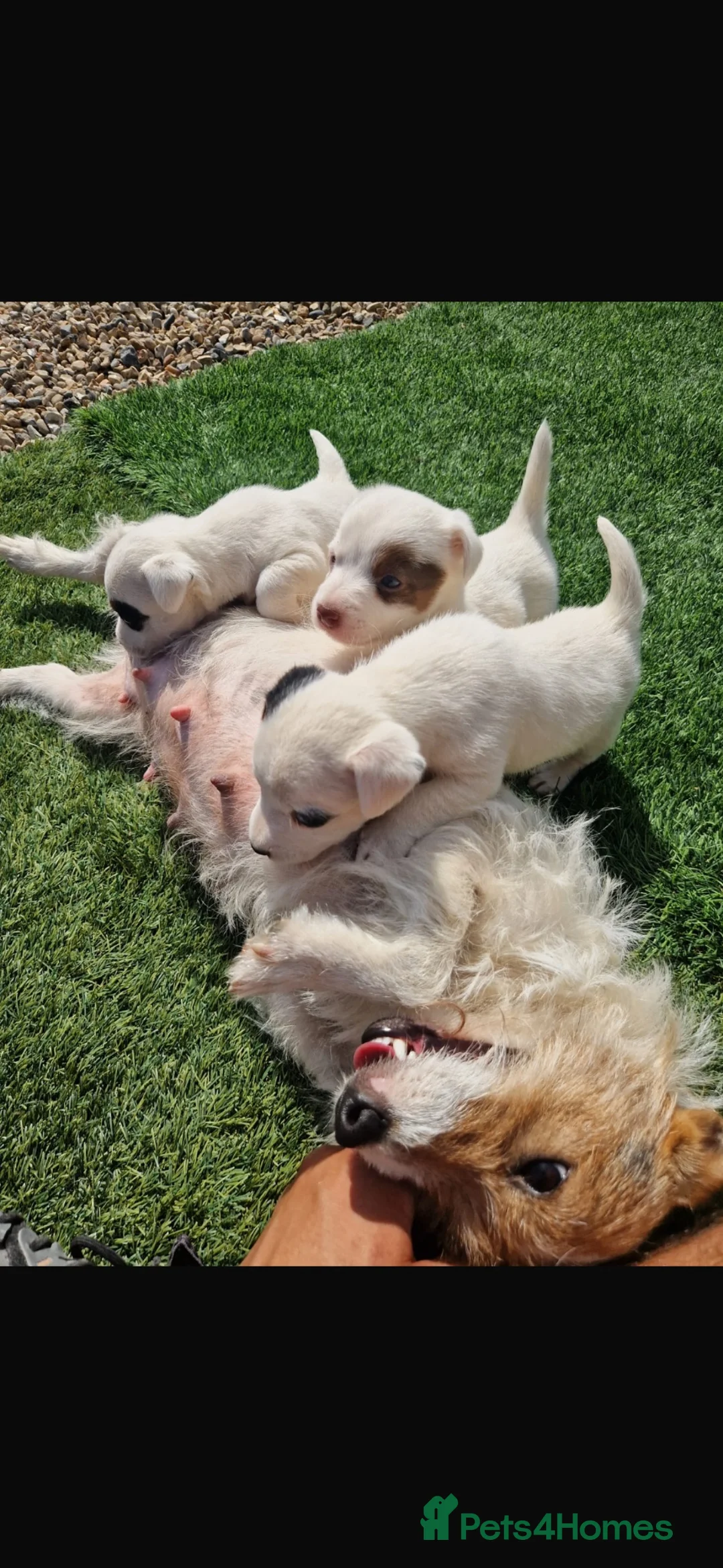 Jack Russell dogs for sale: Beautiful jack Russell puppies  in Reading - Advert 11
