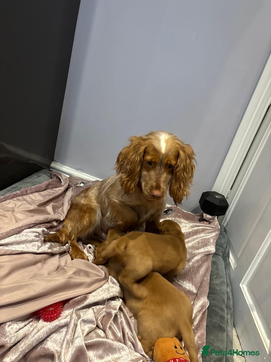Cocker Spaniel dogs for sale: Cocker spaniel puppies - Advert 2