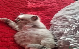 Ragdoll cats for sale: Kitten - Image 19