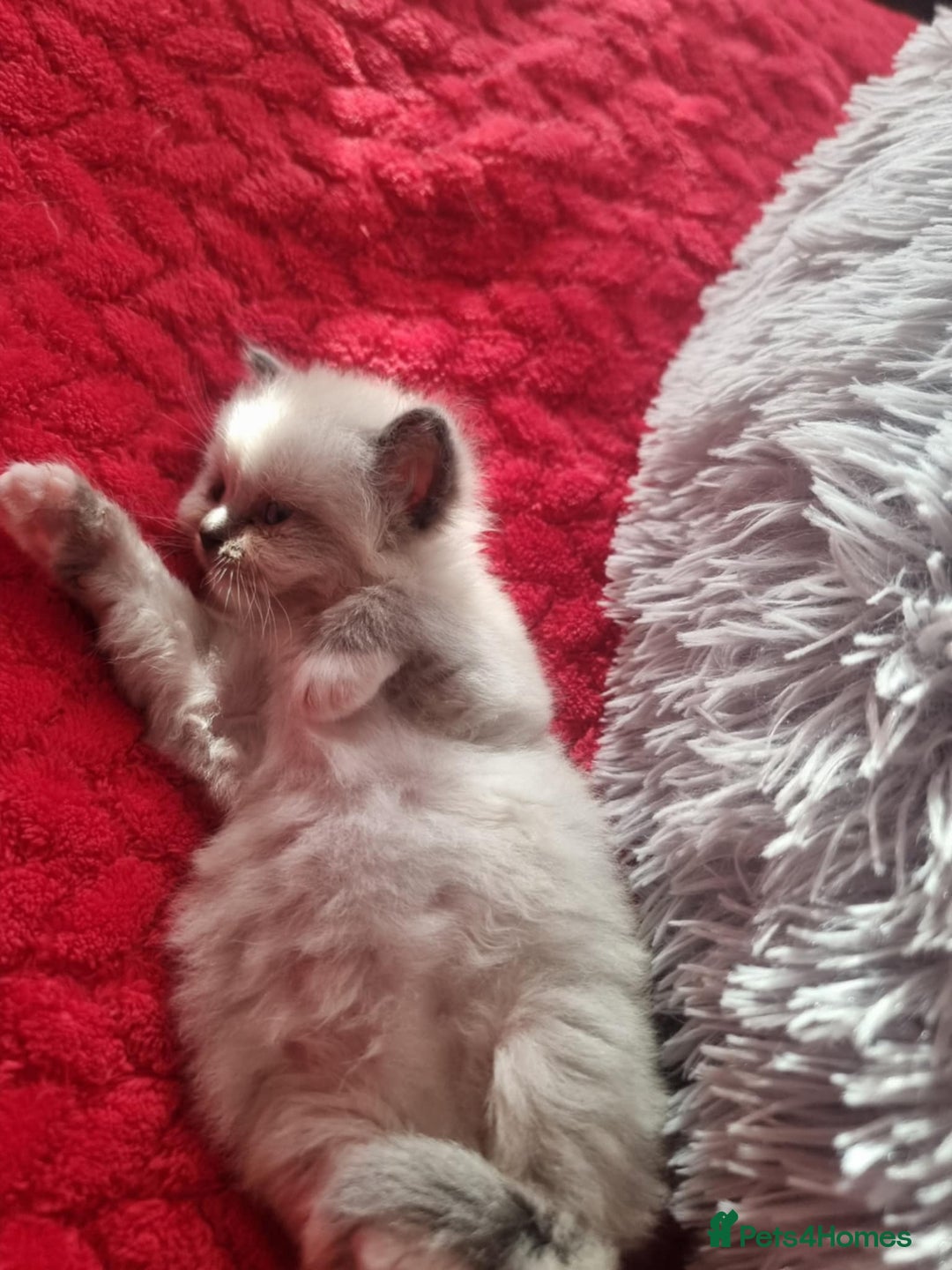 Ragdoll cats for sale: Kitten - Image 19
