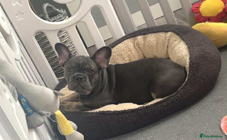 French Bulldog dogs - Advert 10