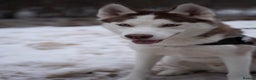 Siberian Husky dogs for stud: Imported Blue Eyed, Red & White Husky Stud - Advert 1