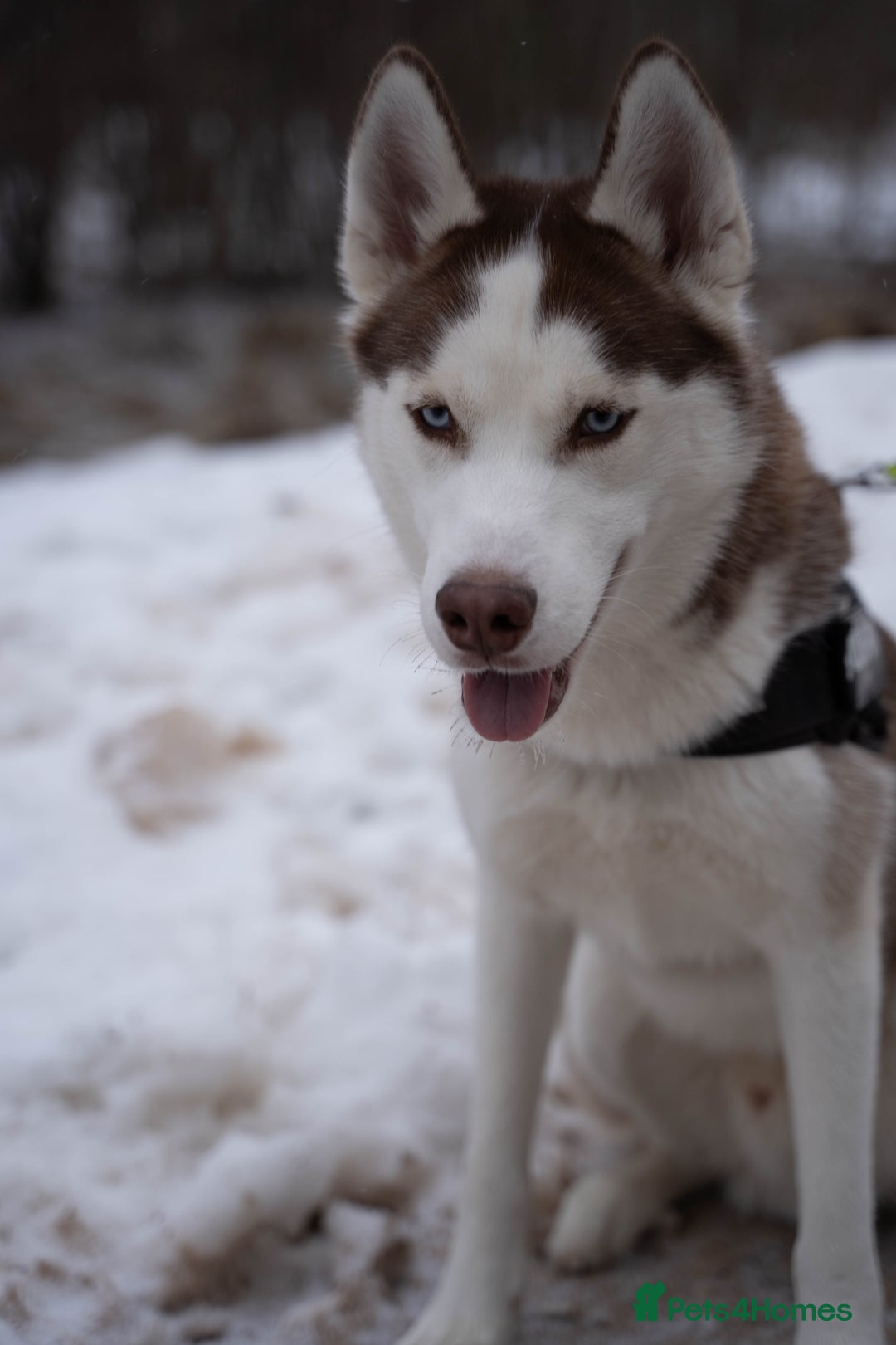 Siberian Husky dogs for stud: Imported Blue Eyed, Red & White Husky Stud - Advert 1