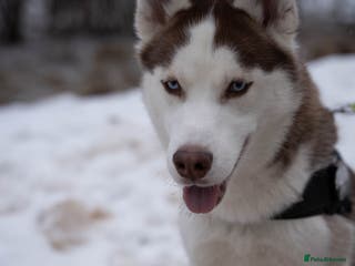 Siberian Husky dogs Imported Blue Eyed, Red & White Husky Stud - Advert 1