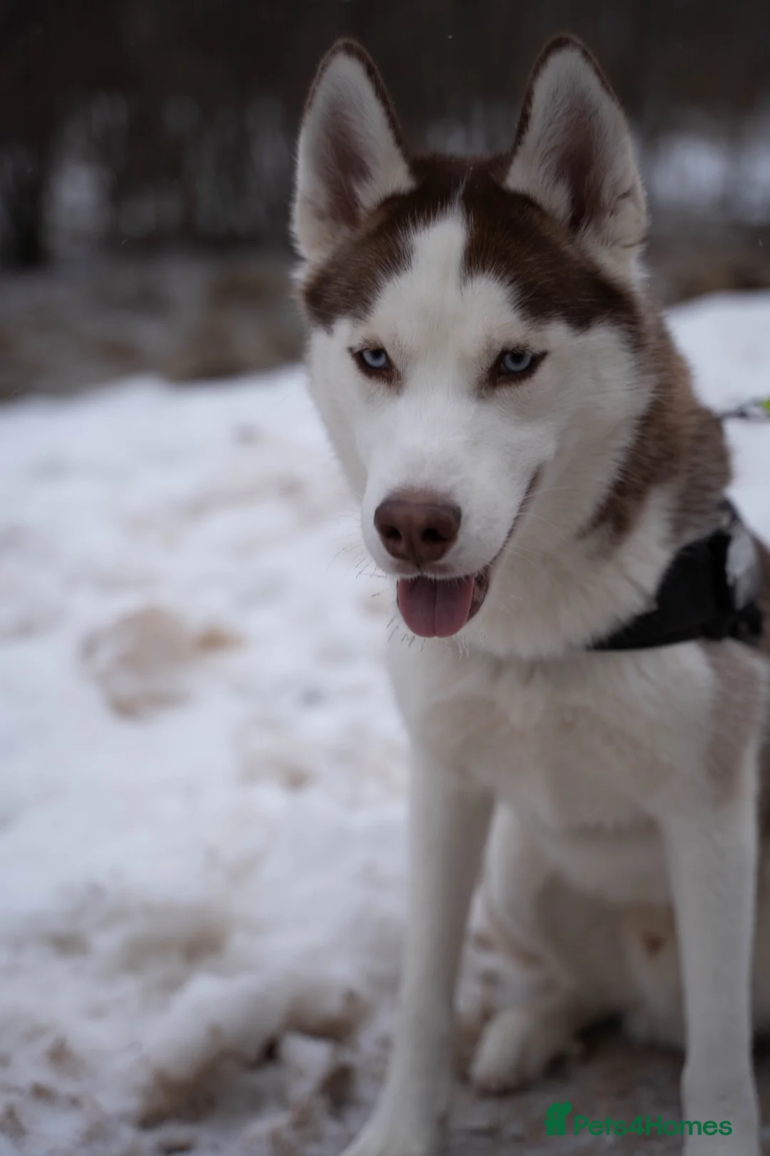 Siberian Husky dogs for stud: Imported Blue Eyed, Red & White Husky Stud - Advert 1
