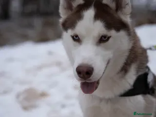 Siberian Husky dogs Imported Blue Eyed, Red & White Husky Stud - Advert 19