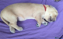 Golden Retriever dogs for sale: Golden retriver puppies (2 girls reserved) - Advert 7