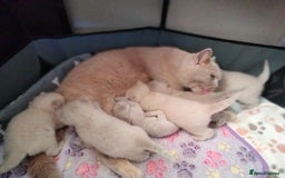 British Shorthair cats for sale: BSH lilac boys and girls, GCCF registered  - Image 11