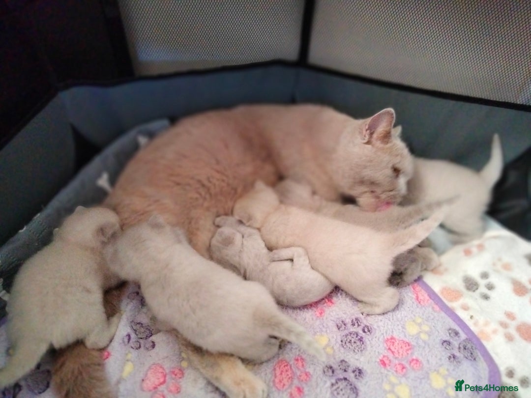 British Shorthair cats for sale: BSH lilac boys and girls, GCCF registered  - Image 11