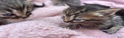British Shorthair cats for sale: Friendly Tabby kittens  - Advert 7