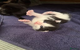 British Shorthair cats for sale: 7 kittens short hair - Image 10