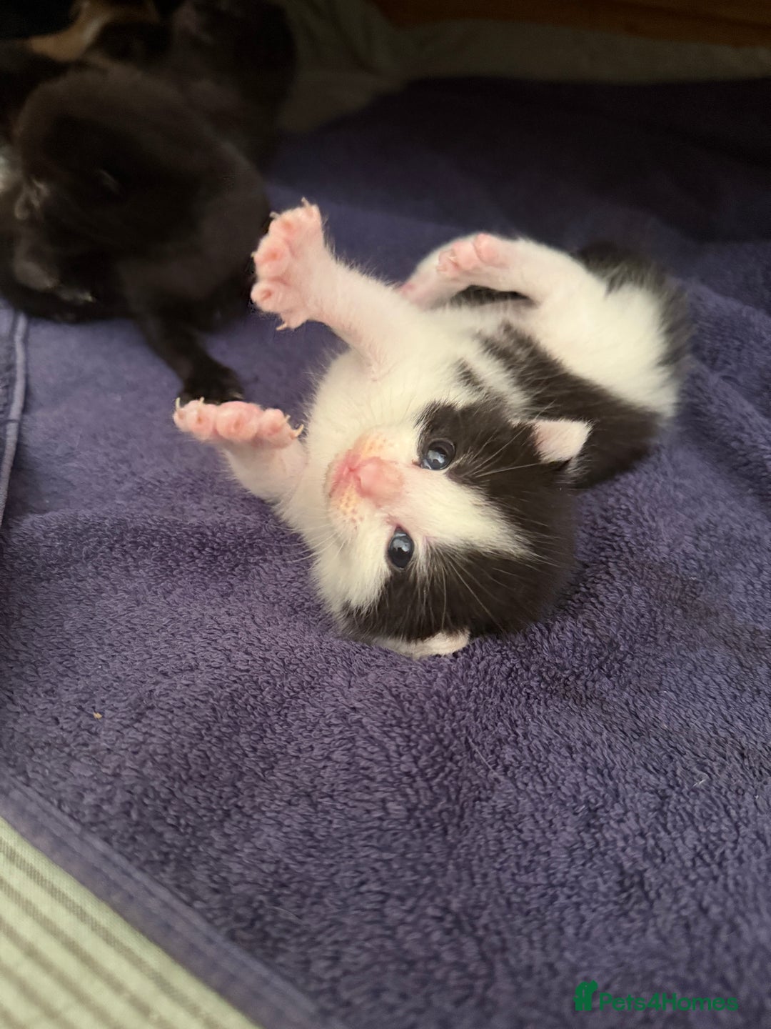British Shorthair cats for sale: 7 kittens short hair - Image 10